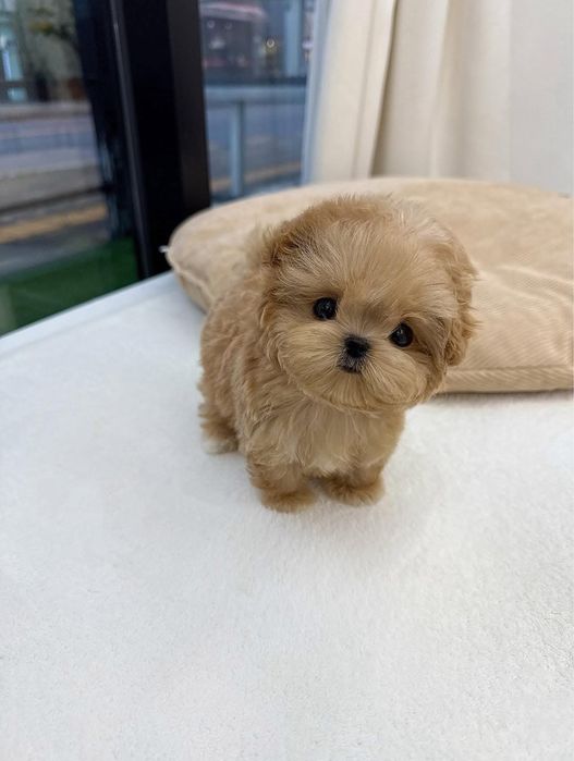 Maltipoo/pudel mini toy- apricot roscat toy