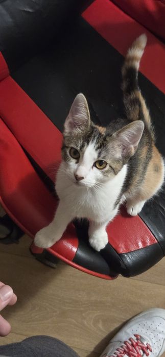 Donez pisicuta de 4 luni