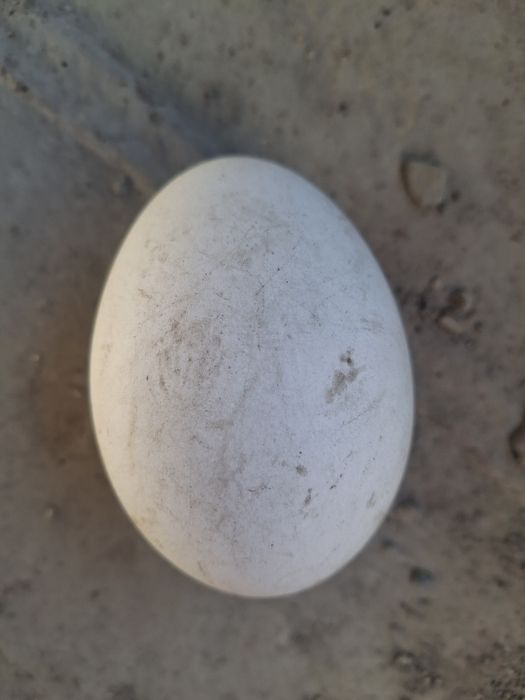 Гоз тухуми .G'oz tuxumi