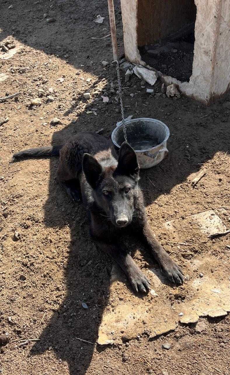 Продается щенок немецкой овчарки (сучка) 7 месяцев черного цвета