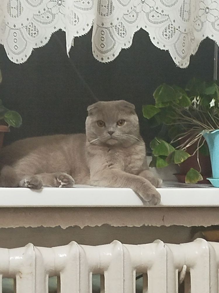 Ищем девочку для вязки!!!