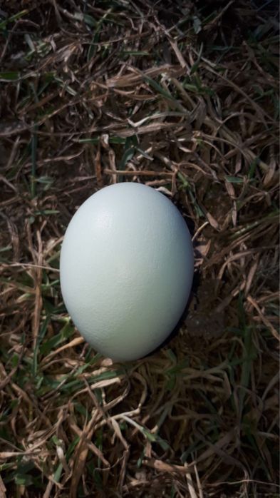 Амераука. Куры несущие голубые яйца.