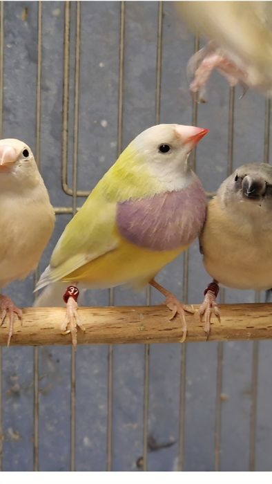 Гулдови амадини!!!