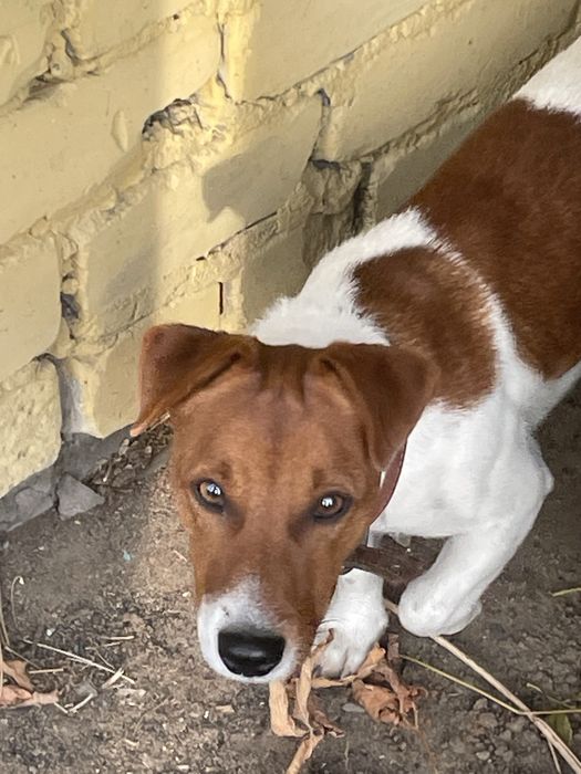 Найдена собака с ошейником