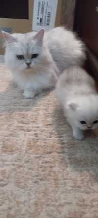 Персийски котенца
