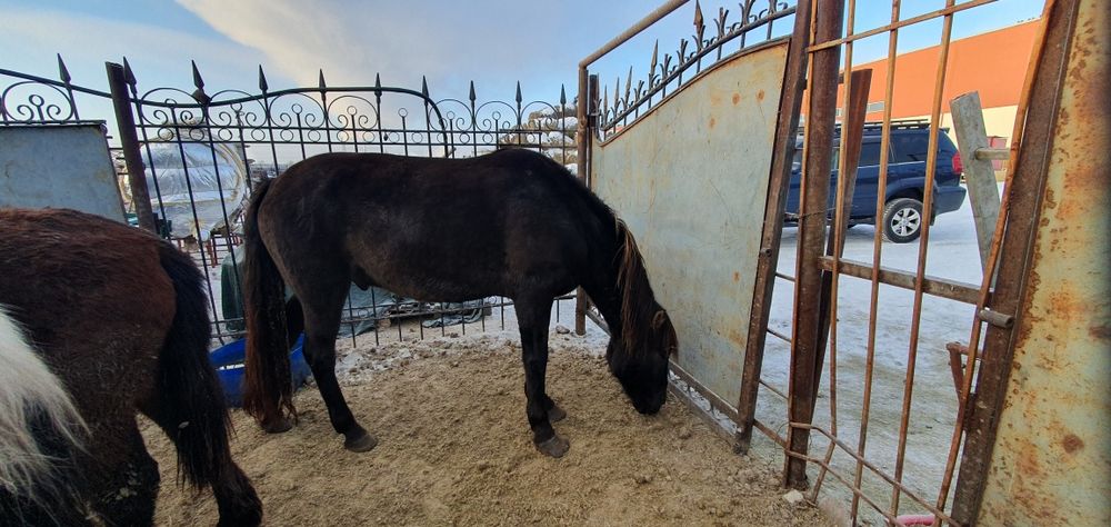 Продам крупную ездовую лошадь !