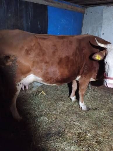 Vând vacă românească