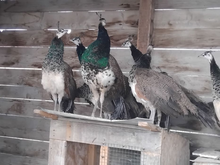 Pauni de anul acesta