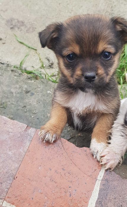 Donez căței talie mică