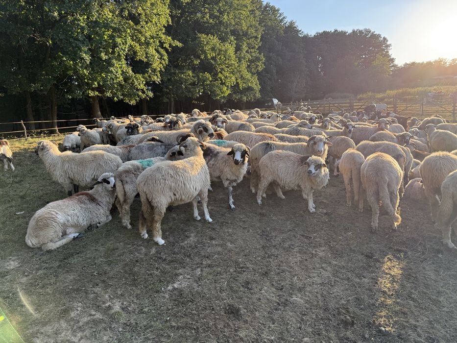 Vand turma oi turcane