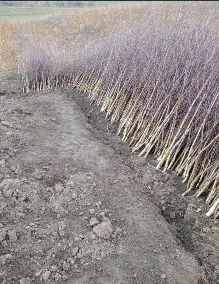 Vând fag brad salcâm stejar carpăn mesteacăn pomi