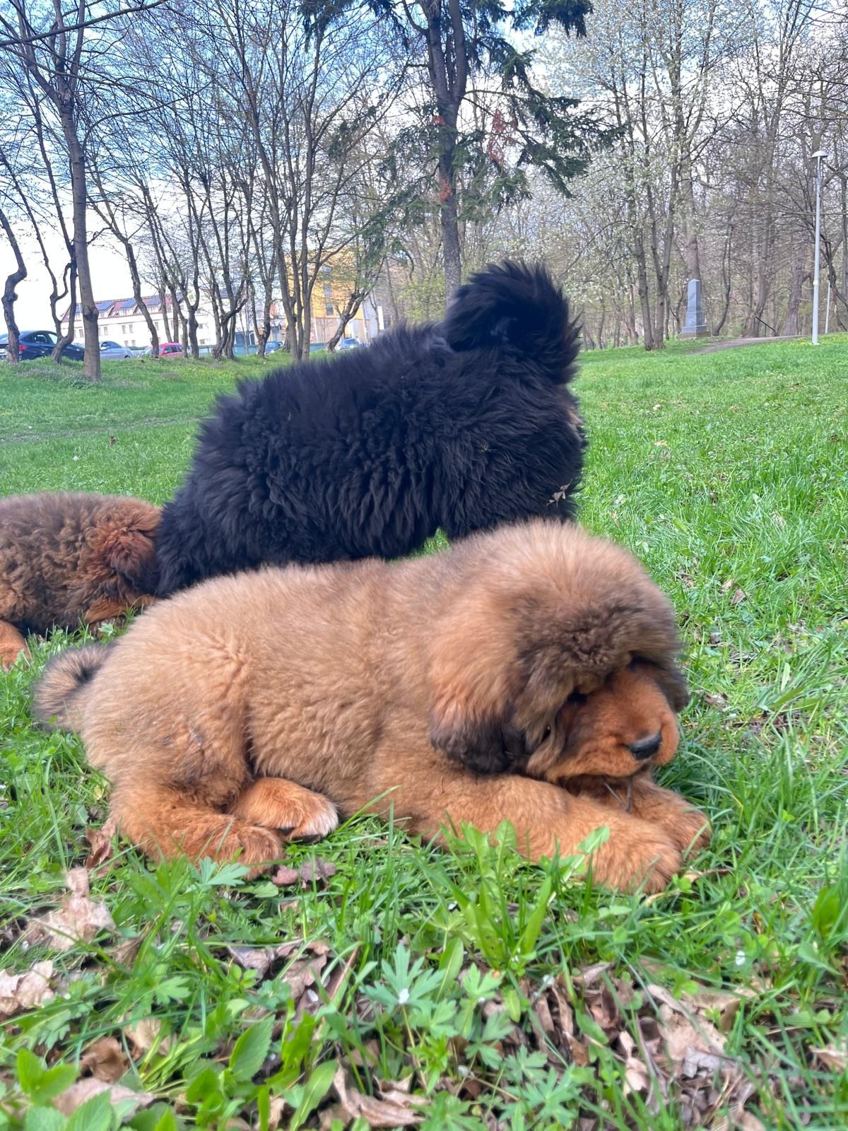 Mastiff Tibetan  de vânzare
