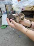 4 puiuti de pisica spre adoptie. Gratuit