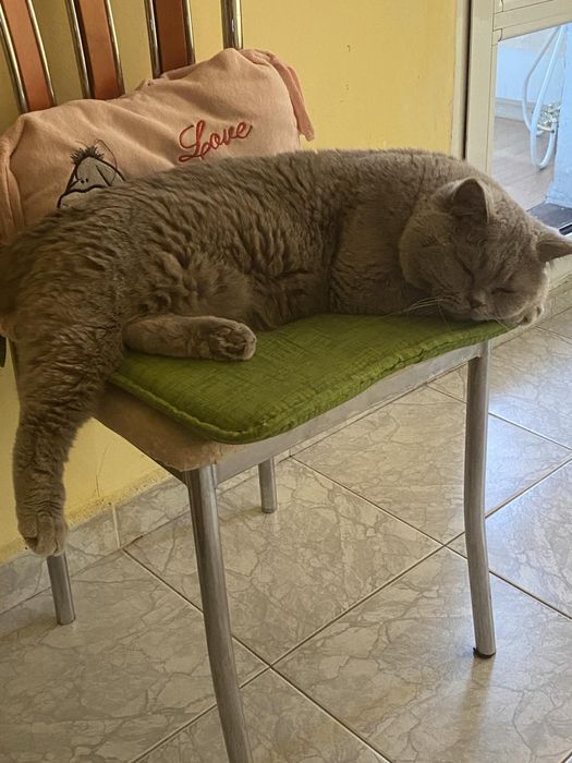 Подарявам британска котка