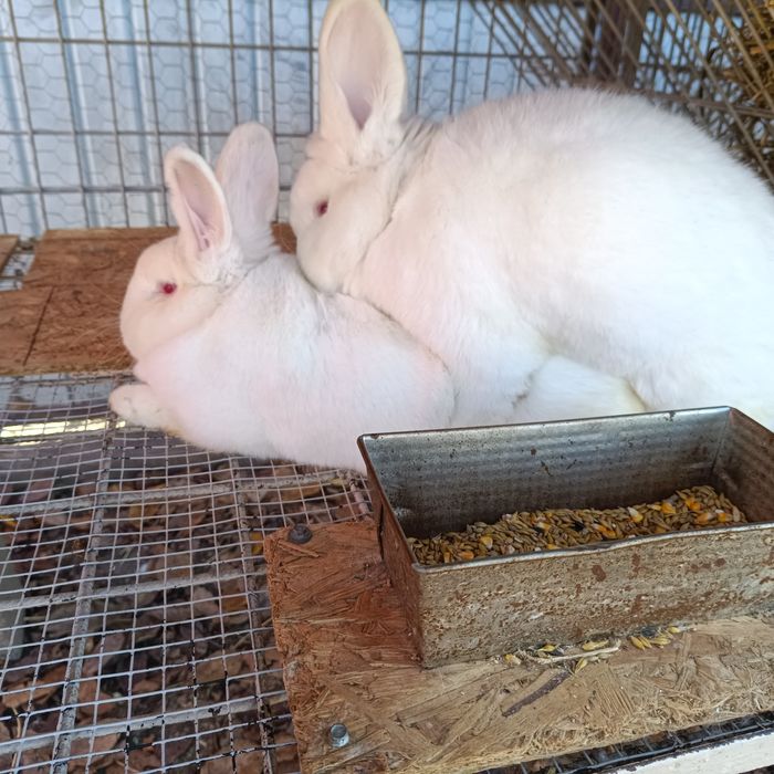 Vând iepuri neozeelandez alb