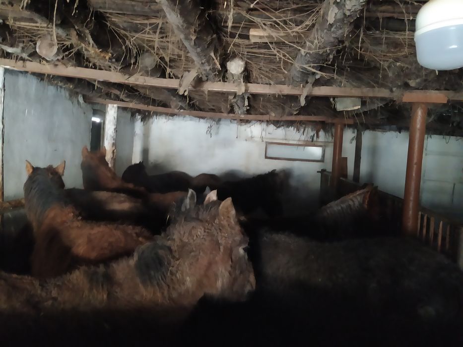 Лошади на продажу и обмен