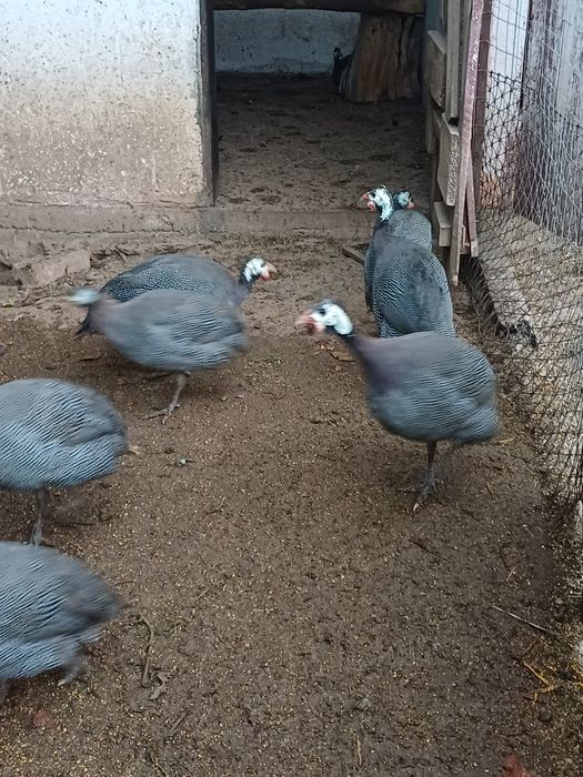 Bibilici de vânzare, preț 100 lei/bucata