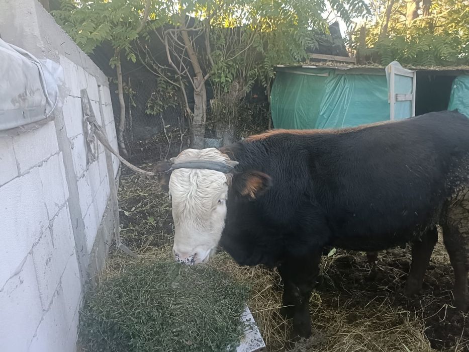 Taur  vanzare 7 luni