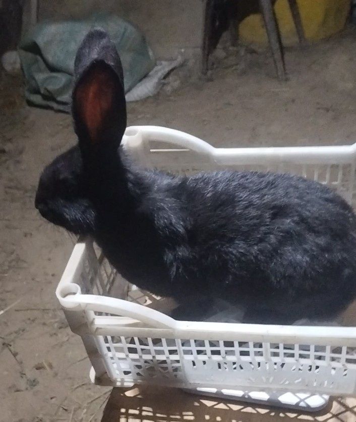 Продаются крольчата