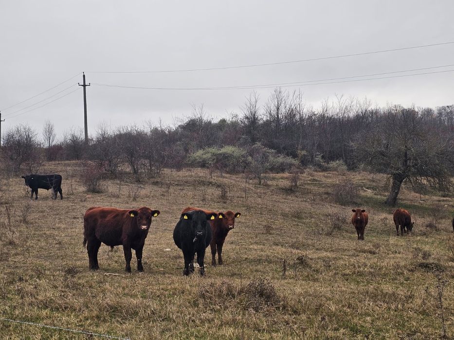 Tăurași black angus