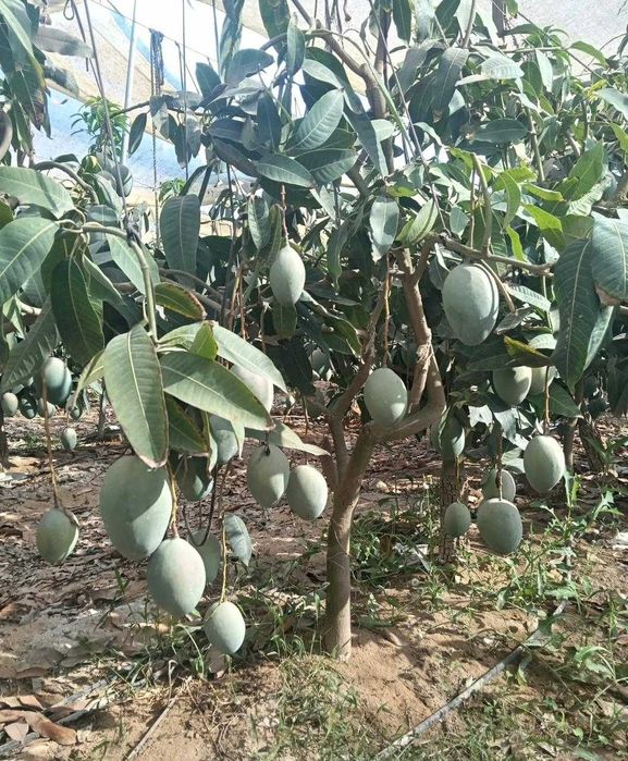 Mango ready to eat -  fructe din Egipt direct de la importator
