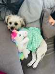 Catelusa bichon o dau spre adoptie este ffff blanda si cuminte !
