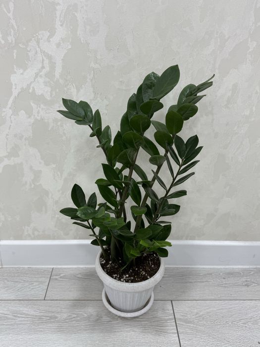 Замиокулькас Долларовое дерево