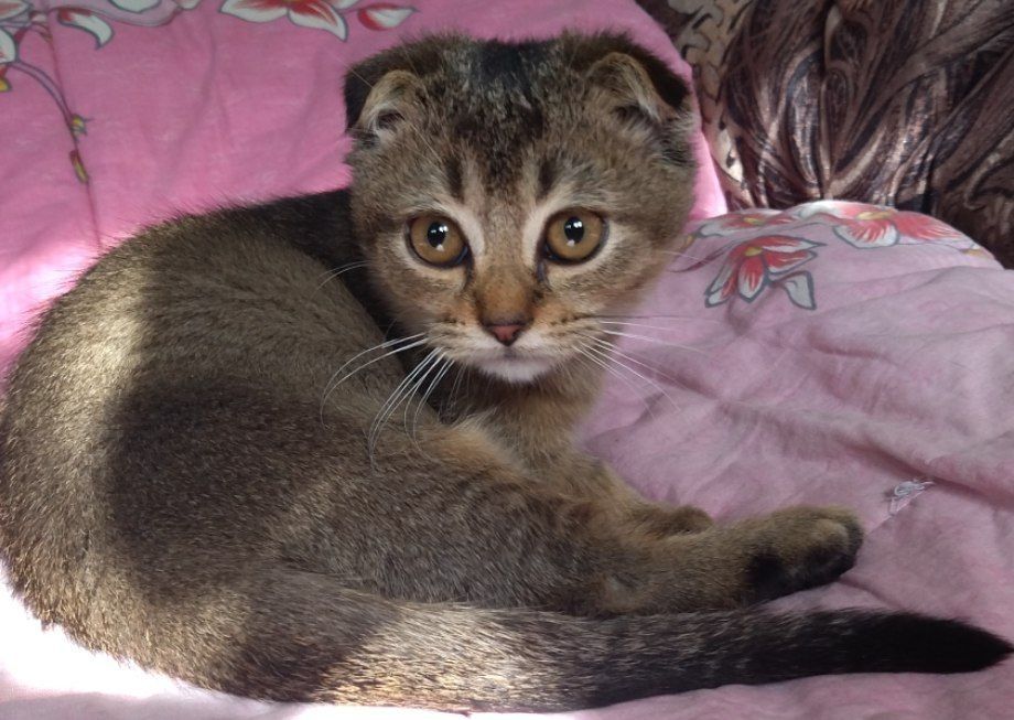 В продаже МАНЧКИНЫ