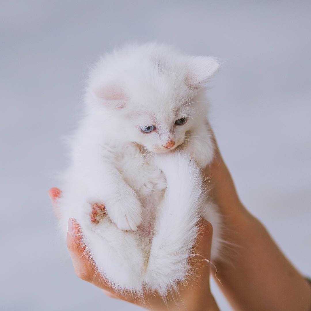 Angora Turceasca