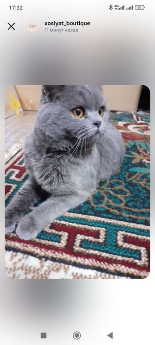 Mushuk sotiladi zotdor