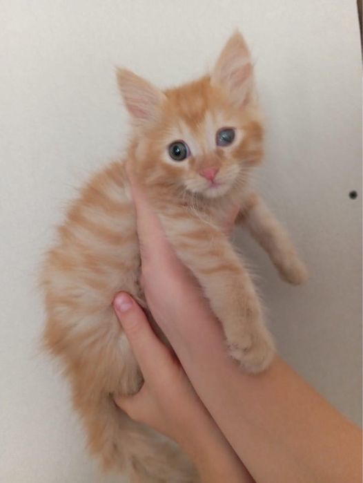Миляе котята в хорошие руки