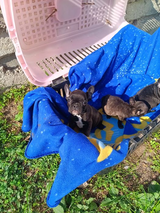 Френски булдог french bulldog