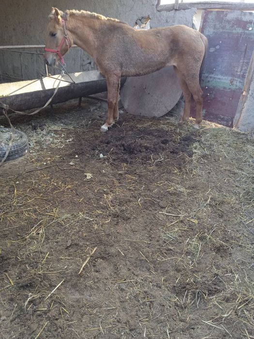 Ot sotiladi urg’ochi bir qorin tuqqan