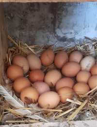 Домашние яйца без химии и ГМО