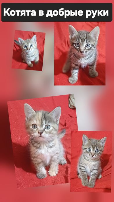 Пушистые комочки!