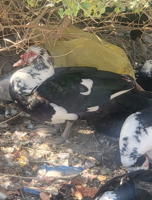 Продаются Индоутки 12 шт