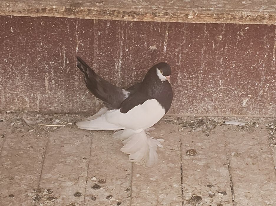 Vând jucători de Volga