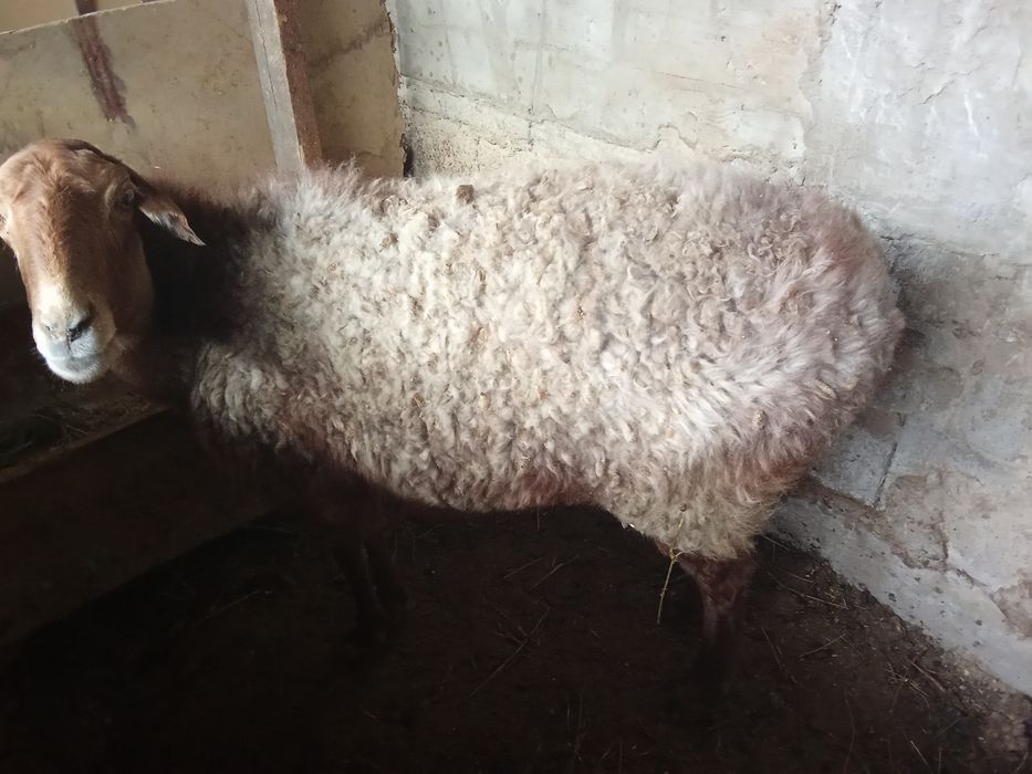 Срочно продам бараны жырный стоят на окорми