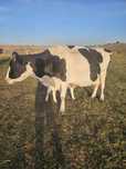 Vaca de vanzare cu vitel