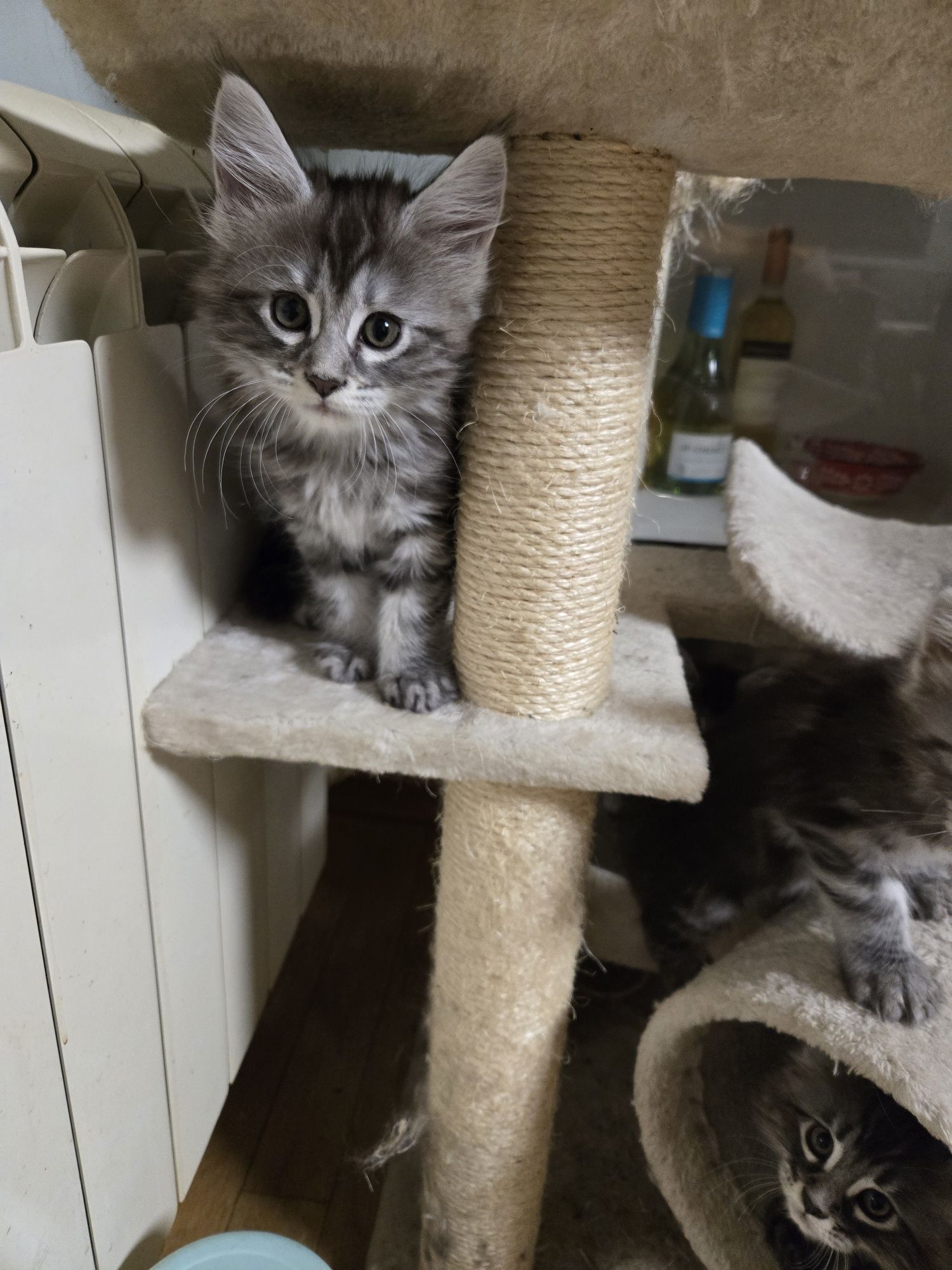 Мейн куун, Мейн кун, Maine Coon