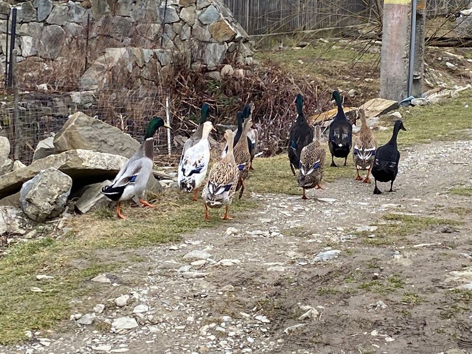 Rațe alergatoare Indiene