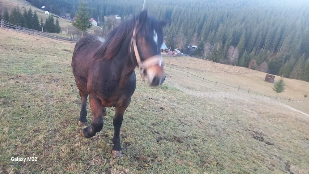 Mânz de vanzare 1,5 ani