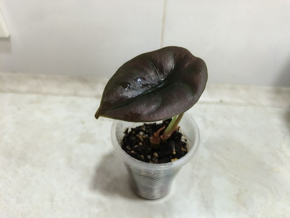 Продаются алоказии Ред Сикред, Мело