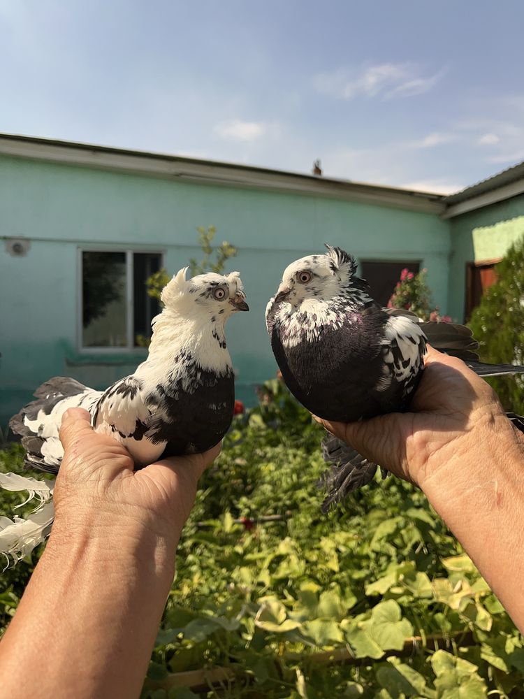 Голуби сочи, пара