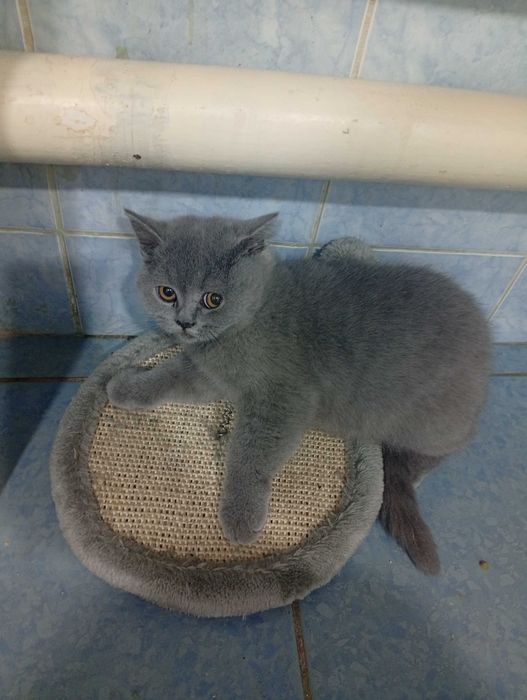 Продается родословная кошка , девочка