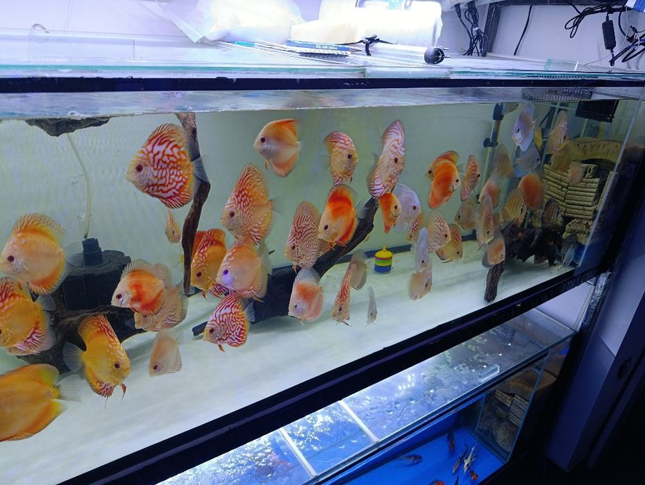 обслуживание аквариума