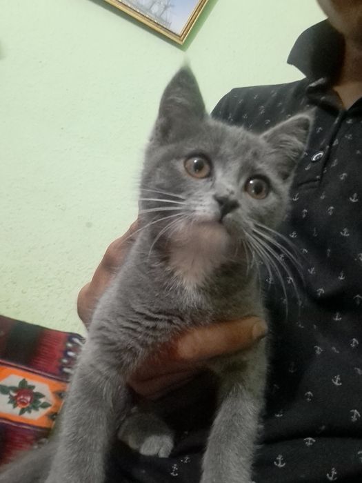 cheteldan kelgan mushuk