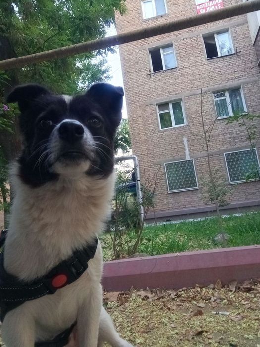 Отдам собаку в хорошие руки
