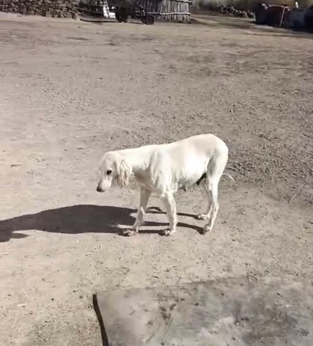 алпауыт тазы күшіктері