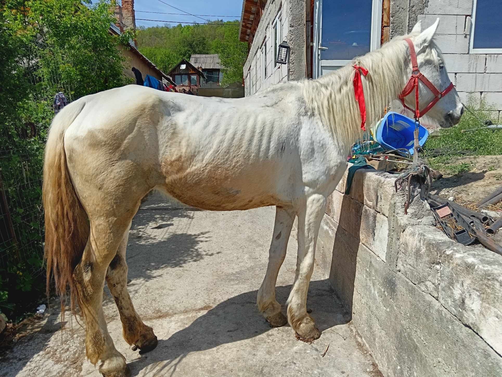 Vând iapă de 10 ani preț negociabil